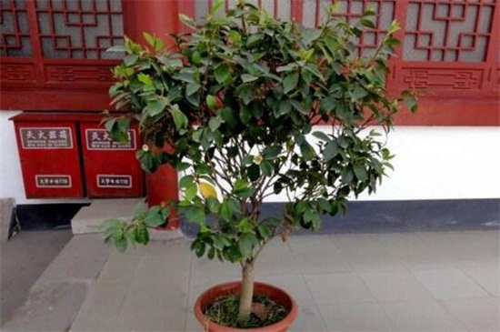 含笑花如何养开花多，4个步骤使其枝条开满花