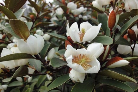 含笑花与白兰花的区别，4种办法区分两者