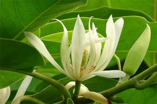 含笑花与白兰花的区别，4种办法区分两者