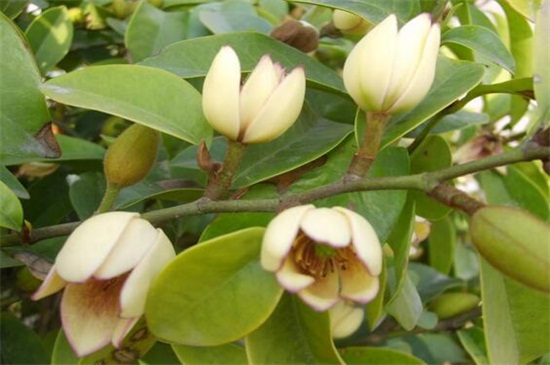 含笑花与白兰花的区别，4种办法区分两者