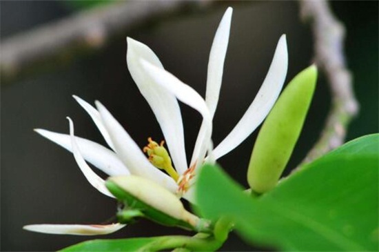 含笑花与白兰花的区别，4种办法区分两者