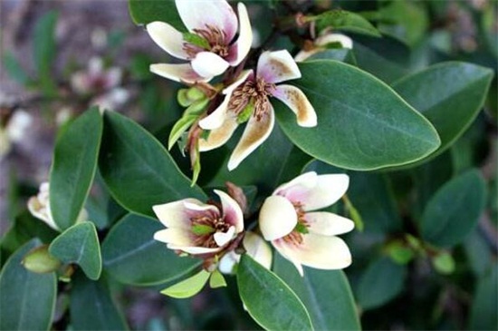 含笑花如何养