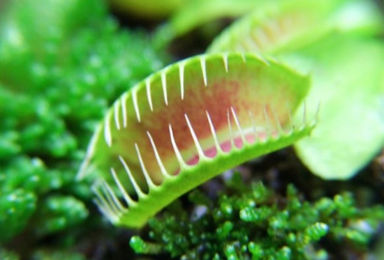 食虫花的种植办法：为提高土地利用率，一般采用育苗移栽