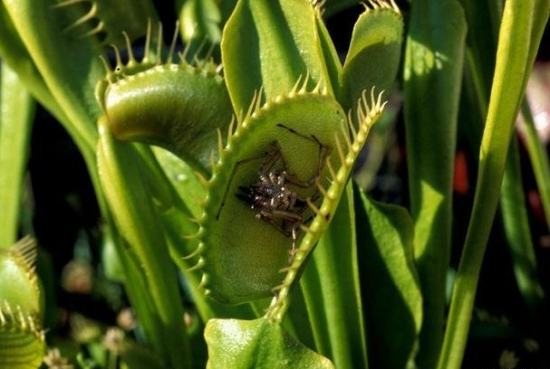 食虫花的种植办法：为提高土地利用率，一般采用育苗移栽