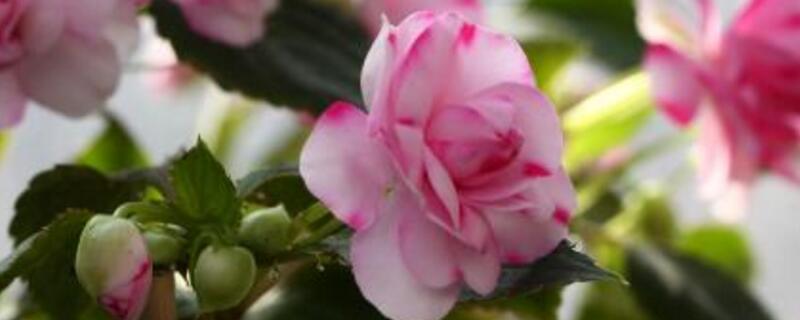 水梅花如何繁殖