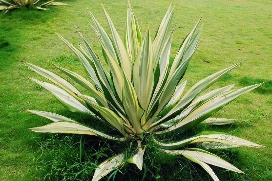 万年麻的养殖办法和留意事项，加强光照不可荫蔽超两周