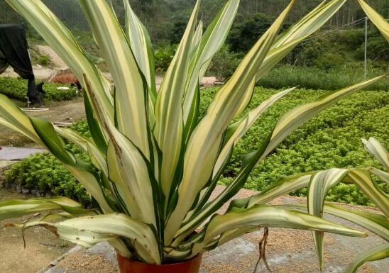 万年麻的养殖办法和留意事项，加强光照不可荫蔽超两周