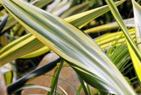 万年麻的养殖办法和留意事项，加强光照不可荫蔽超两周