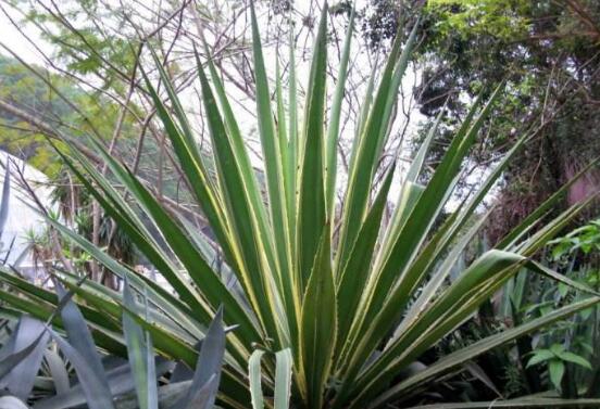 万年麻的养殖办法和留意事项，加强光照不可荫蔽超两周