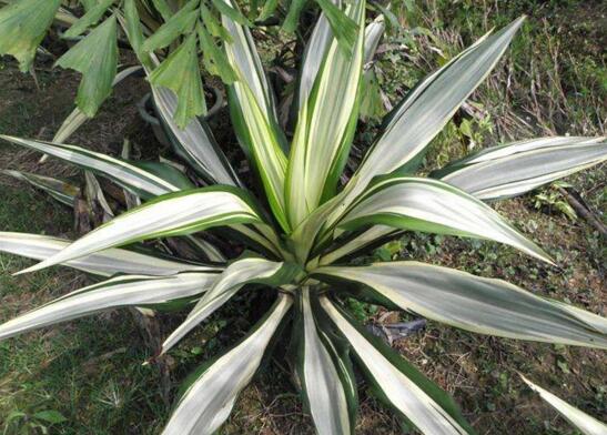 万年麻的养殖办法和留意事项，加强光照不可荫蔽超两周