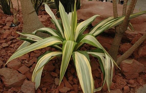 万年麻的养殖办法和留意事项，加强光照不可荫蔽超两周