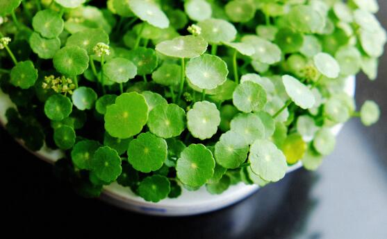 什么花完全泡在水里养,十种可以完全水养的花卉