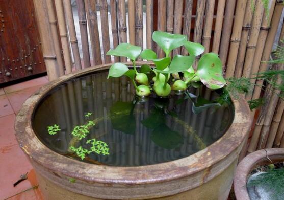 什么花完全泡在水里养,十种可以完全水养的花卉