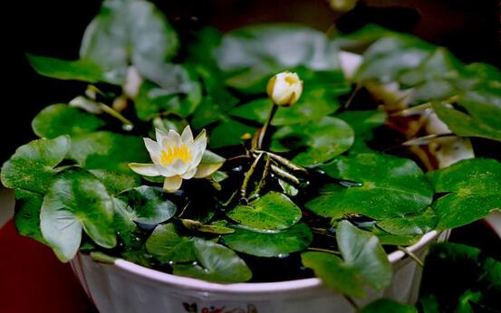 什么花完全泡在水里养,十种可以完全水养的花卉