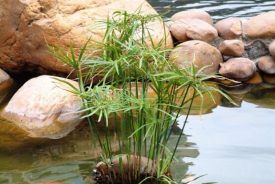 什么花完全泡在水里养,十种可以完全水养的花卉