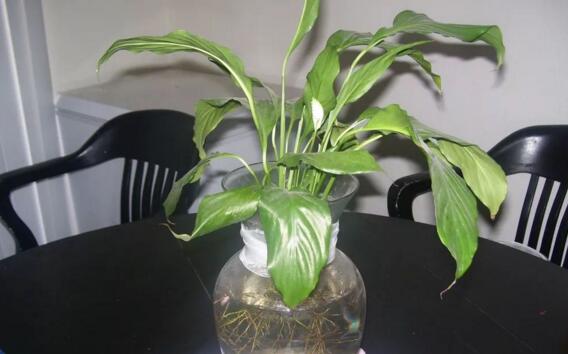 什么花完全泡在水里养,十种可以完全水养的花卉