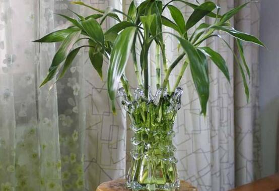 什么花完全泡在水里养,十种可以完全水养的花卉