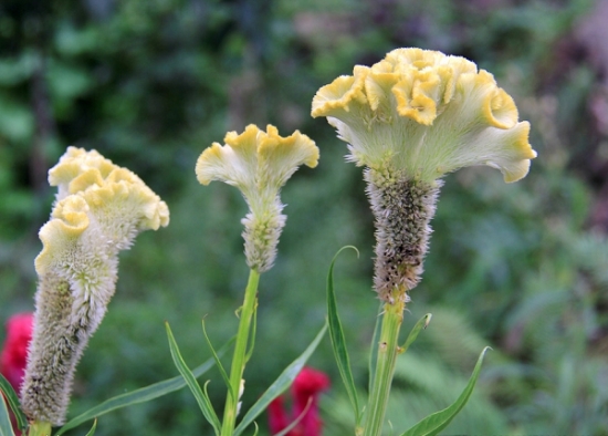 家居植物养殖需谨慎（部分有致癌风险）
