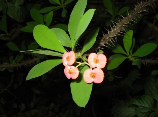 家居植物养殖需谨慎（部分有致癌风险）