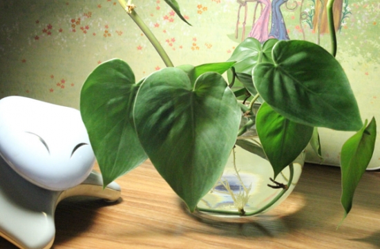 哪些植物可以调节室内空气湿度