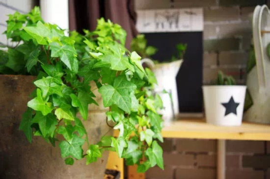 哪些植物可以调节室内空气湿度