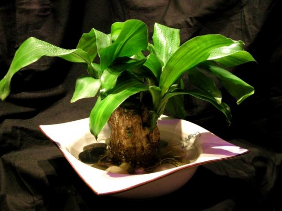 哪些植物可以调节室内空气湿度