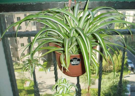 哪些植物可以调节室内空气湿度