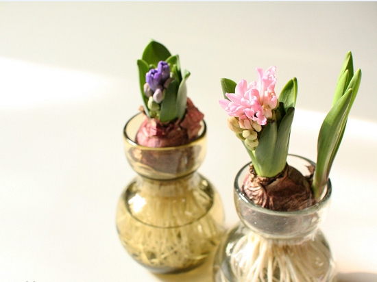 哪些植物可以调节室内空气湿度