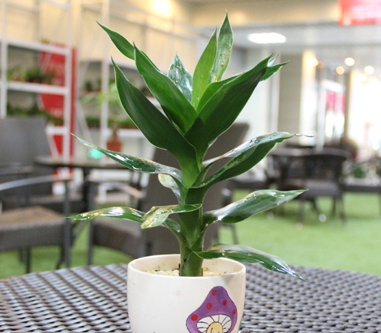 哪些植物可以调节室内空气湿度