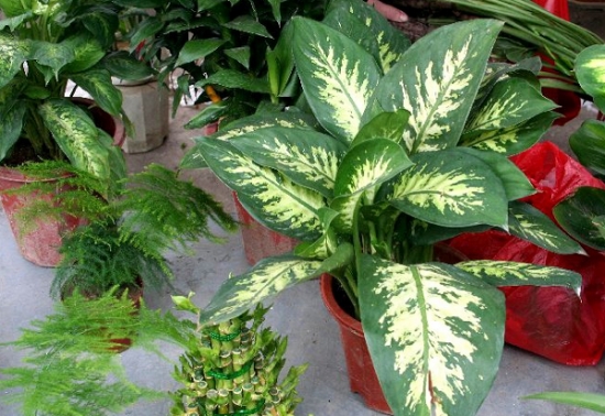 哪些植物可以调节室内空气湿度