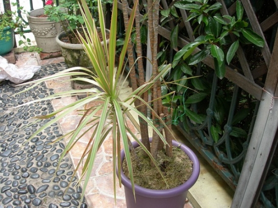 哪些植物可以调节室内空气湿度