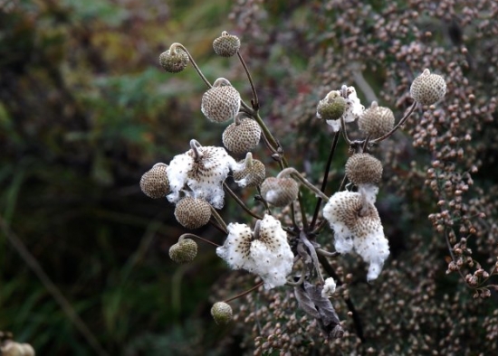 什么是野棉花：是毛茛科银莲花属的植物