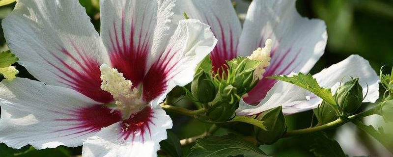 木槿花如何过冬