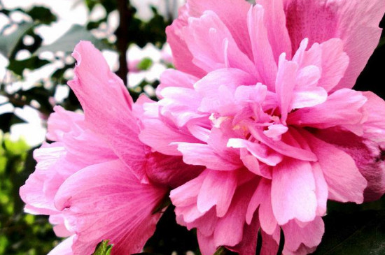 木槿花如何过冬