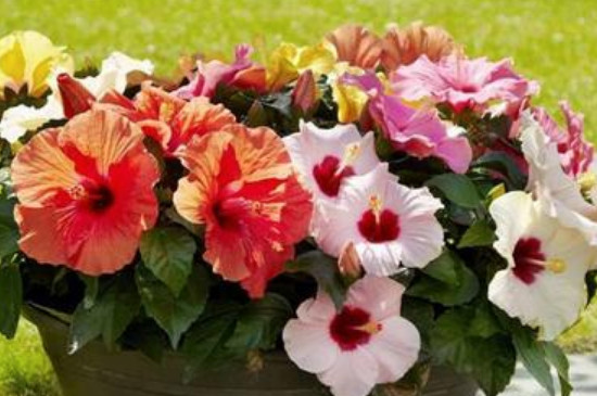 木槿花如何过冬