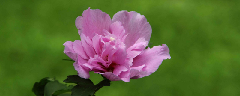 木槿花叶子发黄是如何回事