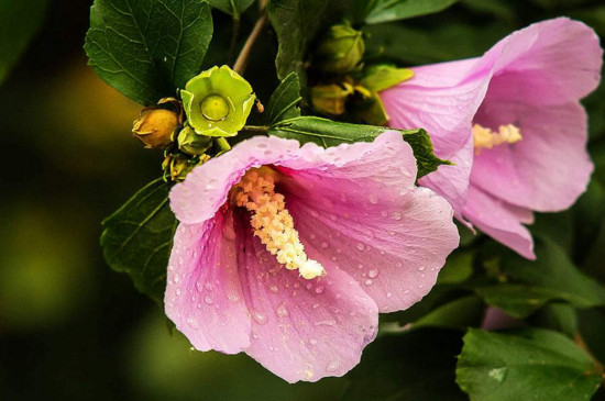 木槿花叶子发黄是如何回事