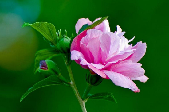 木槿花叶子发黄是如何回事