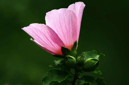 木槿花叶子发黄是如何回事