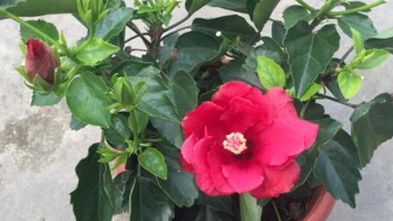 盆栽木槿花如何养