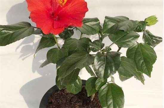 盆栽木槿花如何养