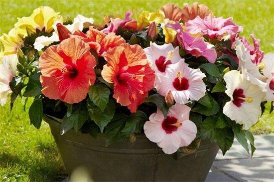 盆栽木槿花如何养