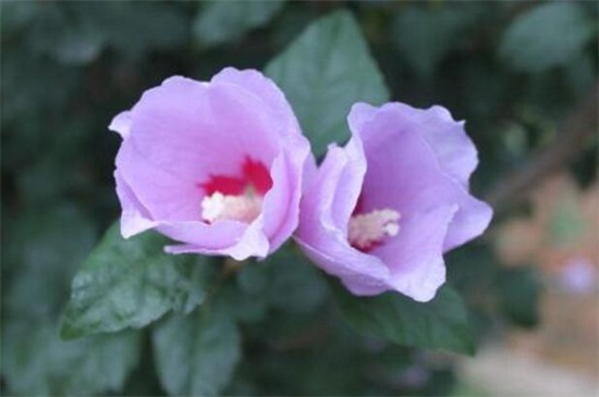 木槿花如何吃，盘点四种常见的吃法