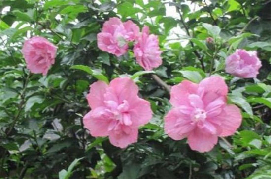 木槿花如何吃，盘点四种常见的吃法