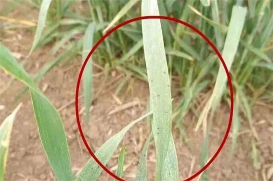 木槿花常见虫害及处理办法,不同虫害及时对症下药