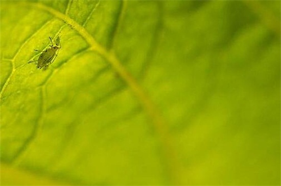 木槿花常见虫害及处理办法,不同虫害及时对症下药