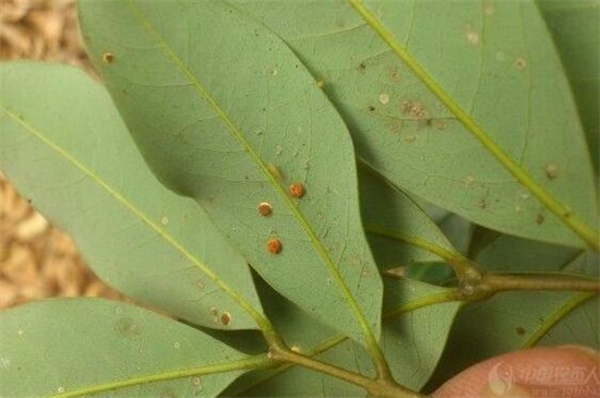 木槿花常见虫害及处理办法,不同虫害及时对症下药