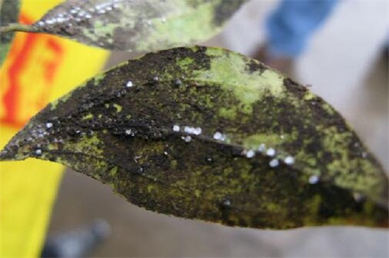 木槿花常见虫害及处理办法,不同虫害及时对症下药