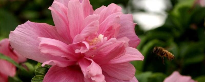 盆栽木槿花如何养