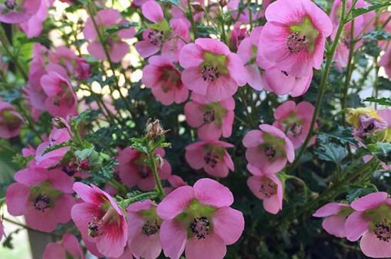 盆栽木槿花如何养